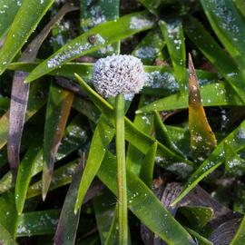   Lachnocaulon anceps  flower head; photo © George Rogers 