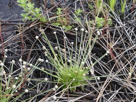   Lachnocaulon anceps , emersed; photo © Scott Zona 