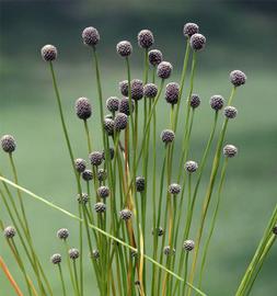   Lachnocaulon engleri  flower heads; photo © George Rogers 