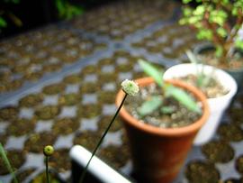   Lachnocaulon  sp. flower head; photo © Adam Balzer 