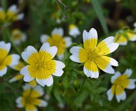   Limnanthes douglasii  ssp.  douglasii  flowers; photo: S.L. Winterton 