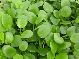   Limnobium laevigatum  leaves, floating; photo: S.L. Winterton 