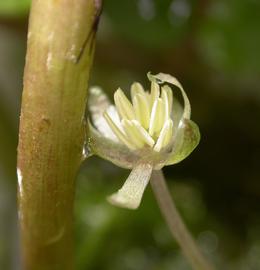   Limnobium spongia  flower; photo: S.L. Winterton 