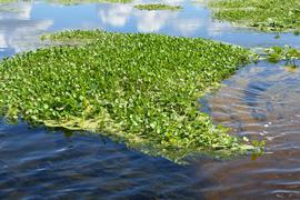   Limnobium spongia , floating; photo: S.L. Winterton 