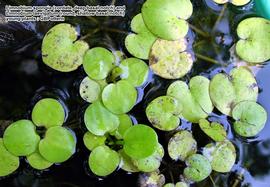   Limnobium spongia  and  L. laevigatum  leaves of young plants, compared; photo: © Gerald B. Pottern 