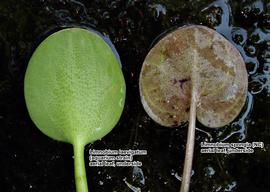   Limnobium laevigatum  and  L. spongia  aerial leaf undersides, compared; photo: © Gerald B. Pottern 