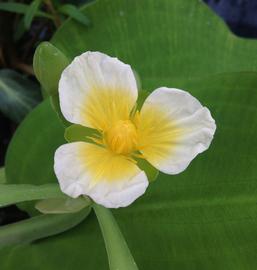   Limnocharis flava  flower; photo: S.L. Winterton 