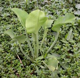   Limnocharis flava , emersed; photo: S.L. Winterton 