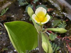   Limnocharis flava  inflorescence; photo: S.L. Winterton 