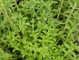   Limnophila aromatica , emersed; photo: S.L. Winterton 