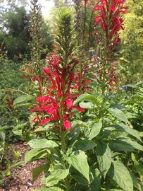   Lobelia cardinalis  inflorescence; photo: S.L. Winterton 