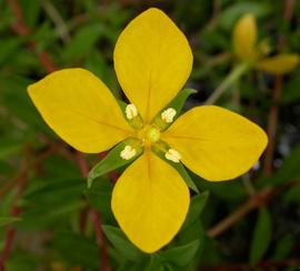   Ludwigia arcuata  flower; photo: S.L. Winterton 