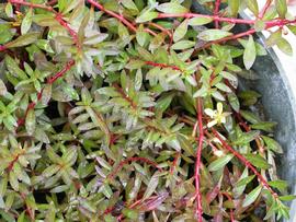   Ludwigia arcuata , emersed; photo: S.L. Winterton 