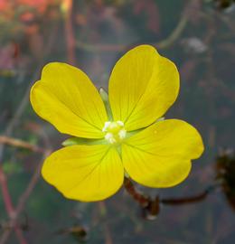   Ludwigia inclinata  flower; photo: S.L. Winterton 