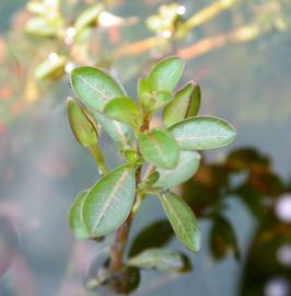   Ludwigia inclinata , emersed; photo: S.L. Winterton 