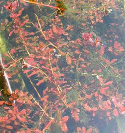   Ludwigia inclinata , submersed; photo: S.L. Winterton 