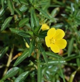   Ludwigia peploides  ssp.  montevidensis  flower; photo: S.L. Winterton 