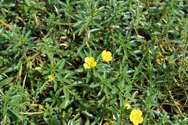   Ludwigia peploides  ssp.  montevidensis , emersed; photo: S.L. Winterton 