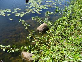   Ludwigia peploides  ssp.  montevidensis , floating; photo: S.L. Winterton 