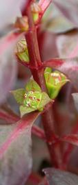   Ludwigia palustris  'Rubra' flower; photo: S.L. Winterton 