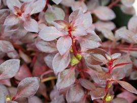   Ludwigia palustris  'Rubra,' emersed; photo: S.L. Winterton 