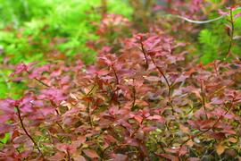   Ludwigia palustris  'Rubra,' submersed; photo: S.L. Winterton 