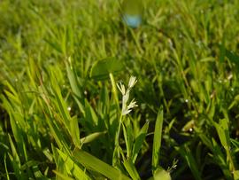   Luziola fluitans  inflorescence, emersed; photo © Bob Upcavage, Environmental Consultants, LLC 