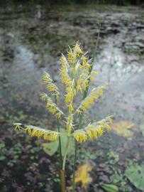   Luziola  sp. inflorescence; photo © Andre Cardoso 