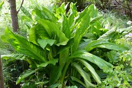   Lysichiton americanus , emersed; photo: S.L. Winterton 