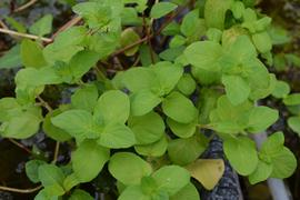   Mentha aquatica , emersed; photo: S.L. Winterton 