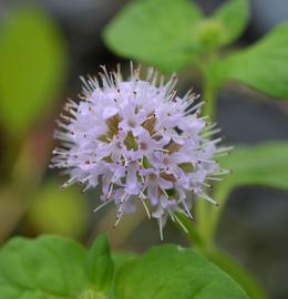   Mentha aquatica  spike or cluster of flowers; photo: S.L. Winterton 