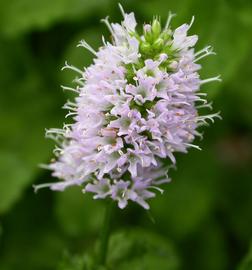   Mentha  x  piperita  var.  crispa  ("Turkish Mint") spike or cluster of flowers; photo: S.L. Winterton 