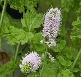   Mentha  x  piperita  var.  crispa  ("Turkish Mint") inflorescence, wavy leaves; photo: S.L. Winterton 