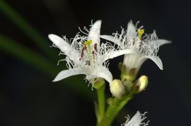   Menyanthes trifoliata  flowers; photo © Joshua Mayer 