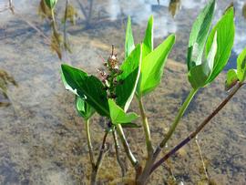   Menyanthes trifoliata , emersed; photo © Richard McNeill 