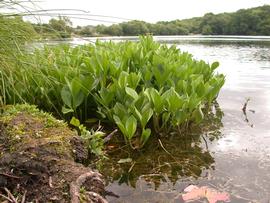   Menyanthes trifoliata , emersed; photo © Bastiaan Brak 