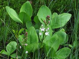   Menyanthes trifoliata ; photo © Kari Pihlaviita 