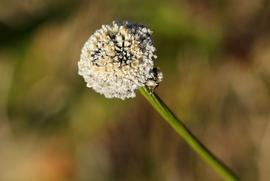   Mesanthemum africanum  flower head; photo © Bart Wursten 