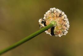   Mesanthemum africanum  flower head; photo © Bart Wursten 