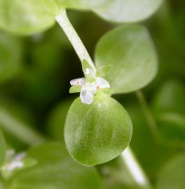   Micranthemum umbrosum  flower; photo: S.L. Winterton 