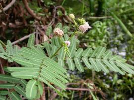   Mimosa pigra  inflorescence; photo: S.L. Winterton 