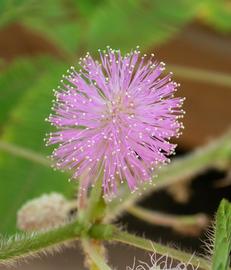   Mimosa pudica  flower head; photo: S.L. Winterton 