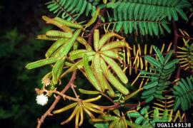   Mimosa pigra  leaves and fruit; photo © USDA APHIS Archives, USDA, APHIS, www.forestryimages.org 