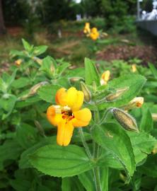   Mimulus cardinalis  flower; photo: S.L. Winterton 