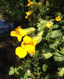   Mimulus  sp. flowers; photo: S.L. Winterton 