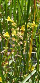   Mimulus  sp. inflorescence; photo: S.L. Winterton 