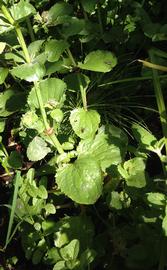   Mimulus  sp. leaves; photo: S.L. Winterton 