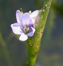   Monochoria cyanea  inflorescence; photo: S.L. Winterton 