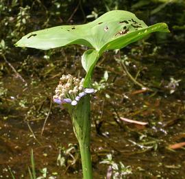   Monochoria hastata  inflorescence; photo S.L. Winterton 