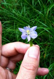   Monochoria vaginalis  flower; photo: S.L. Winterton 